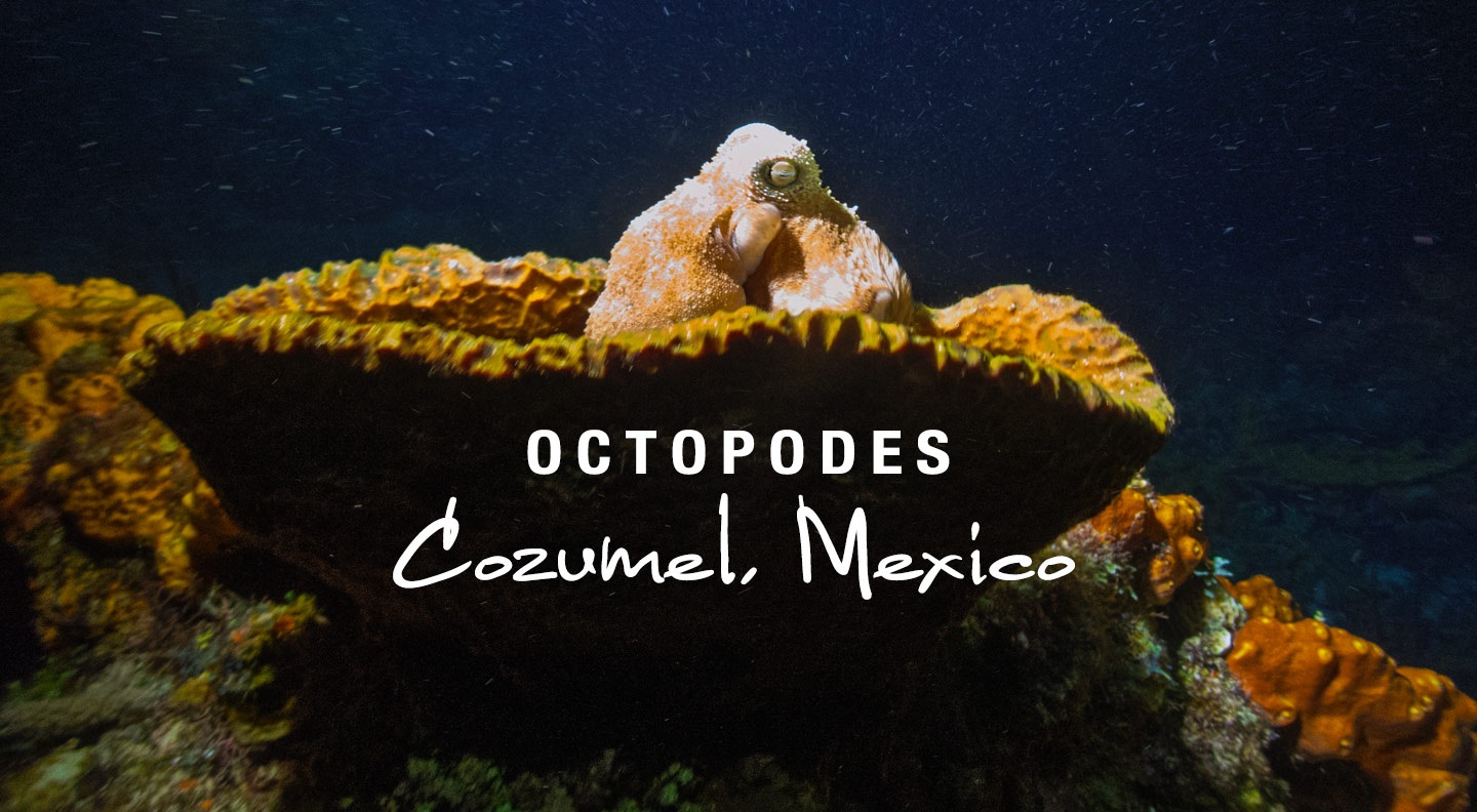 Octopodes, Photo Gallery from Cozumel, Mexico, by Ray Bangs
