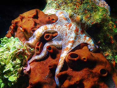 The octopus changes the color of its mantle (head) to match the reef colors behind it. Sometimes, this incredible color and texture changing ability can fool the autofocus of the camera.