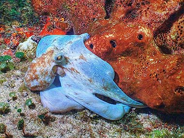 This young octopus was glowing a magnificent light blue as it reaches under a sponge to catch a meal.