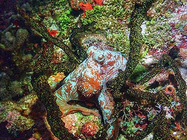 This young octopus pounced on this green finger coral, which doesn't seem to have as many hiding places as the other types of coral and sponges.