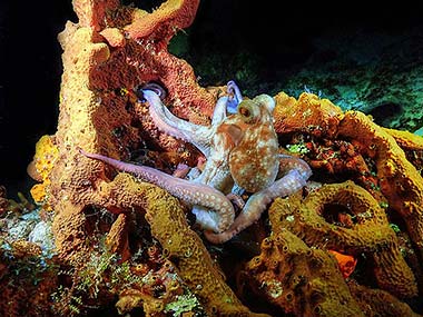 Thanks to a brain-like control-center of neuron clusters at the base of each limb, this rather large Caribbean reef octopus can use each of its long arms independently to reach every possible hiding spot within this sponge.