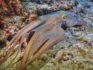 This is the base color of the Caribbean reef octopus. When an octopus swims, it shuts down one of its three hearts, so the two hearts supplying the legs and webbing get more oxygen. The organs, including the color and texture camouflage mechanisms, shut down temporarily.